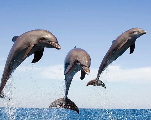 Ballito Accommodation Dolphin Coast